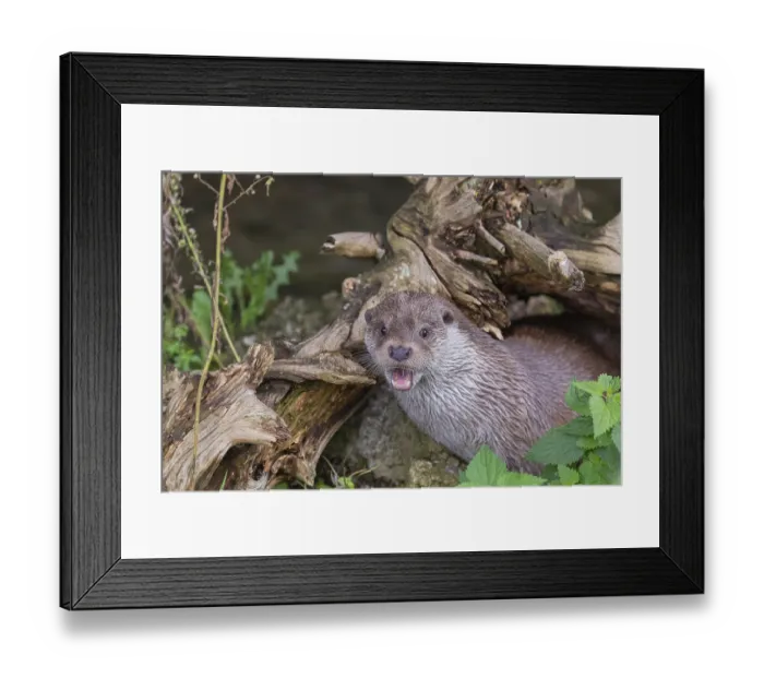 Framed Print : One Eurasian otter (Lutra lutra)