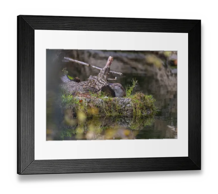 Framed Print : One Eurasian otter (Lutra lutra) resting on a rocky island with a log lying on the ground and some green vegetation