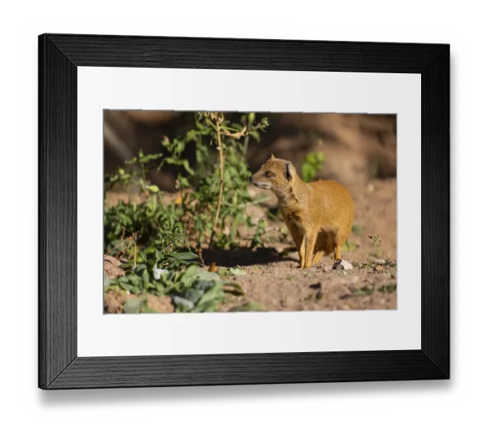 Framed Print : One yellow mongoose, Cynictis penicillata