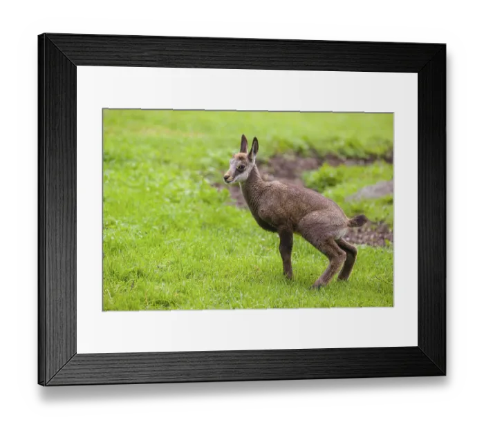Framed Print : A young Chamois (Rupicapra rupicapra) stands on a fresh green meadow