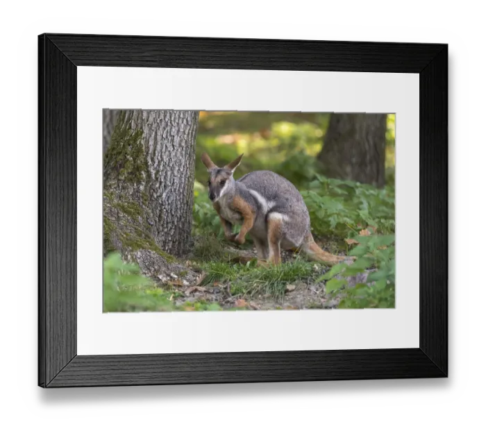 Framed Print : One yellow-footed rock-wallaby (Petrogale xanthopus)