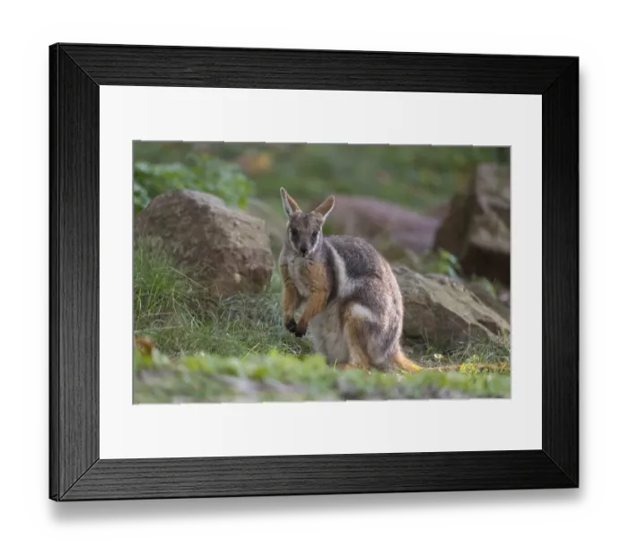 Framed Print : One yellow-footed rock-wallaby (Petrogale xanthopus)