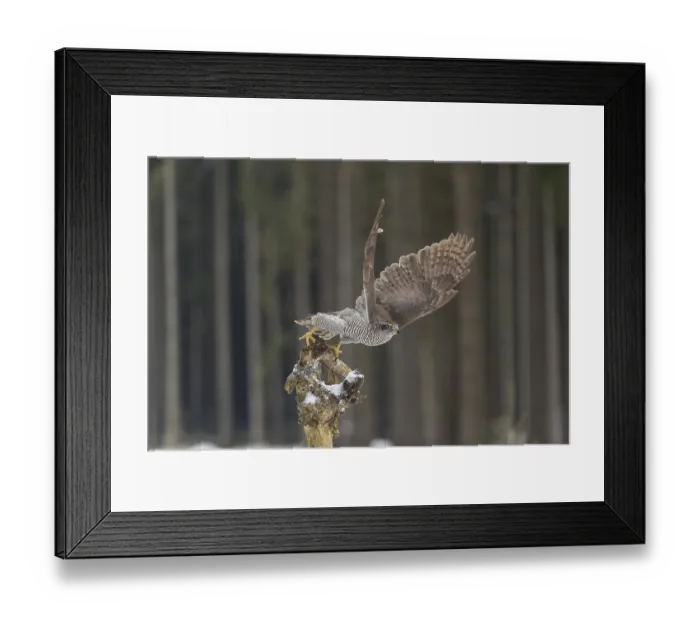 Framed Print : Northern goshawk, Accipiter gentilis