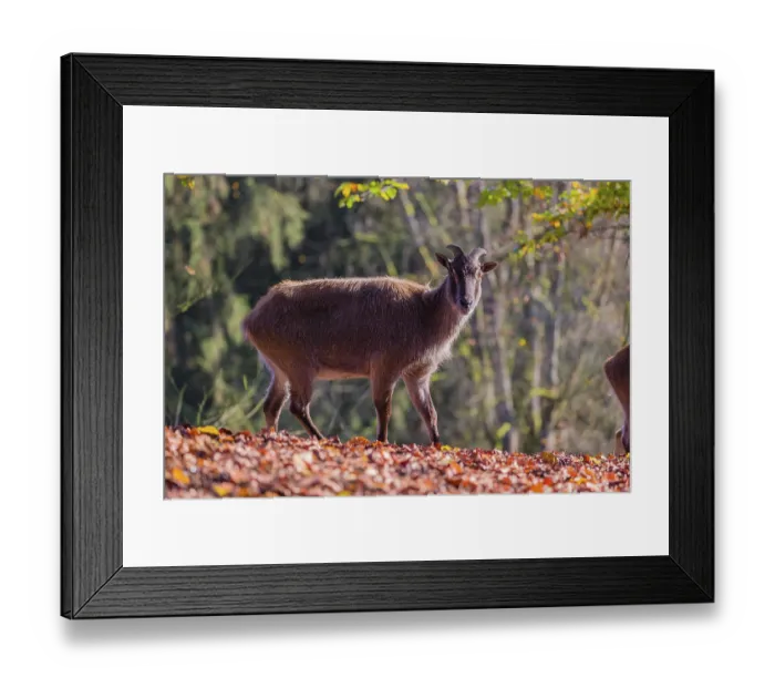 Framed Print : A female Himalayan tahr (Hemitragus jemlahicus) is backlit in a forest Framed Print : A female Himalayan tahr (Hemitragus jemlahicus) is backlit in a forest
