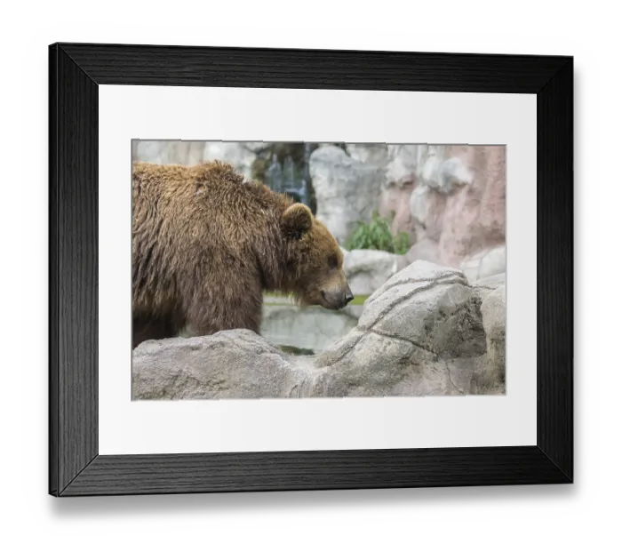 Framed Print : One Kamchatka brown bear (Ursus arctos piscator)