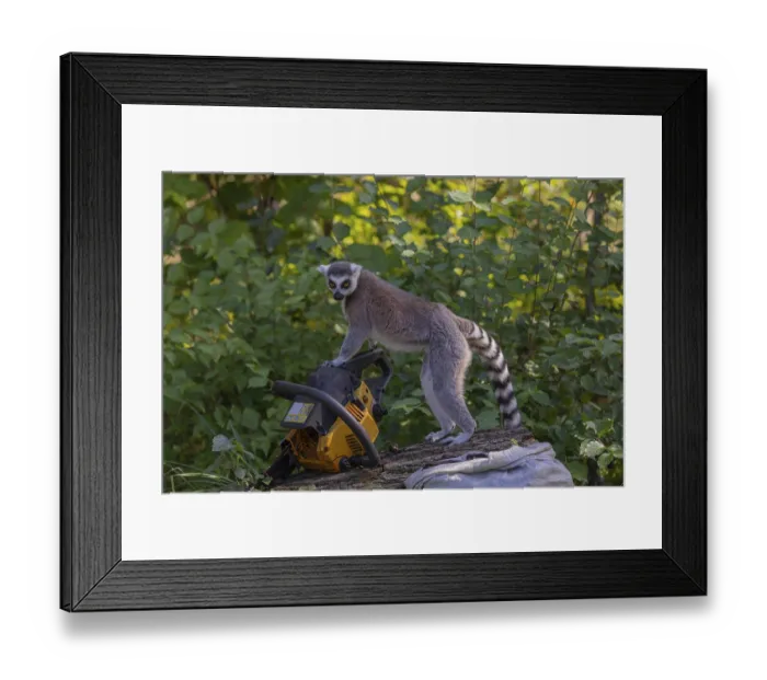 Framed Print : One ring-tailed lemur (Lemur catta) with a chainsaw on a log