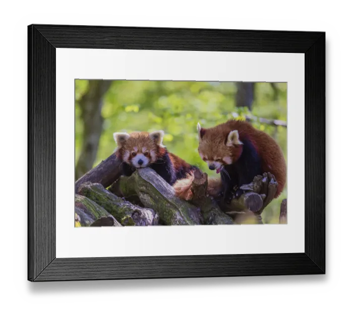 Framed Print : Two red pandas, Ailurus fulgens