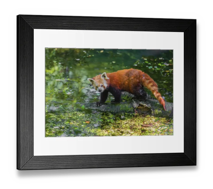 Framed Print : One red panda, Ailurus fulgens