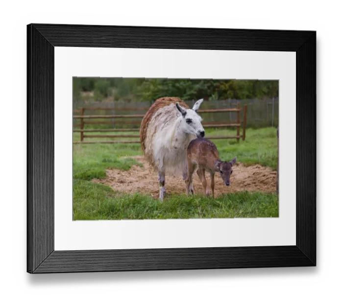 Framed Print : A female Llama (Lama guama) and a Red deer calf (Cervus elaphus) being friends Framed Print : A female Llama (Lama guama) and a Red deer calf (Cervus elaphus) being friends