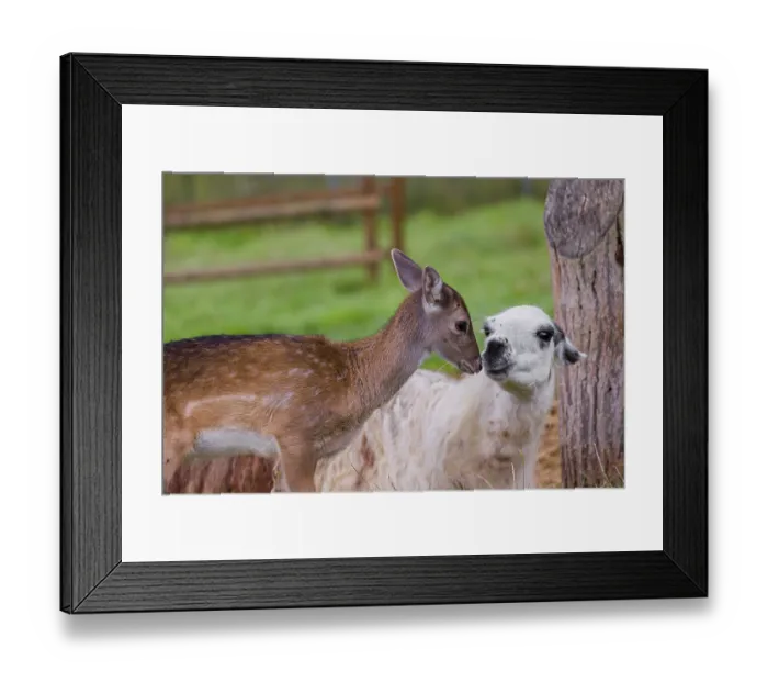 Framed Print : A female Llama (Lama guama) and a Red deer calf (Cervus elaphus) being friends Framed Print : A female Llama (Lama guama) and a Red deer calf (Cervus elaphus) being friends