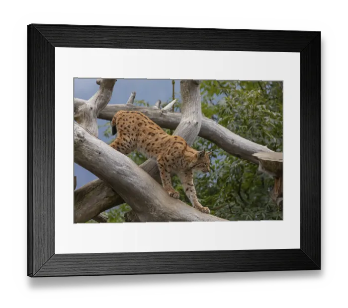 Framed Print : One Eurasian lynx, (Lynx lynx) Framed Print : One Eurasian lynx, (Lynx lynx)