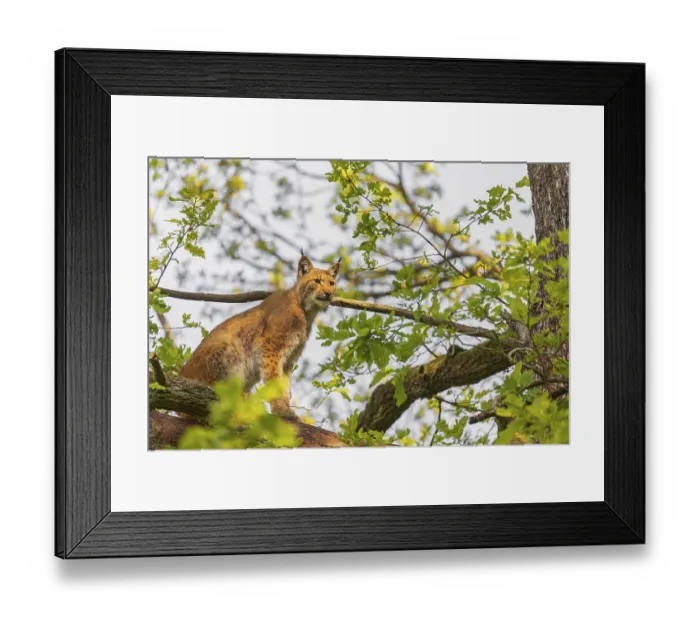 Framed Print : A Eurasian lynx, (Lynx lynx) sits on a branch high up in a big tree Framed Print : A Eurasian lynx, (Lynx lynx) sits on a branch high up in a big tree