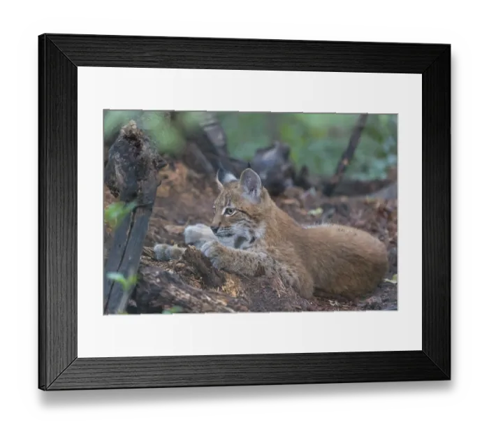 Framed Print : One young animals Eurasian lynx Framed Print : One young animals Eurasian lynx