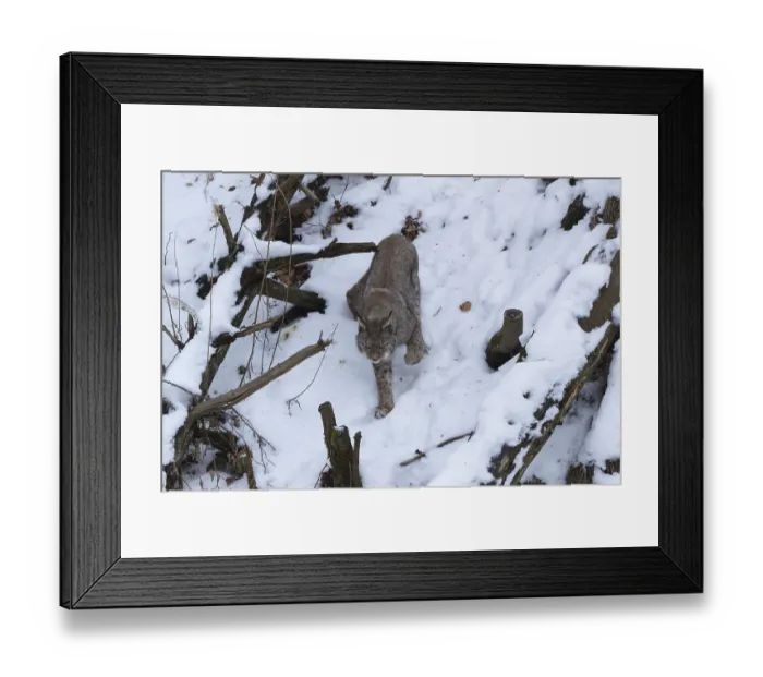 Framed Print : One Eurasian lynx, Lynx lynx, walking in snow covered forest on hilly ground