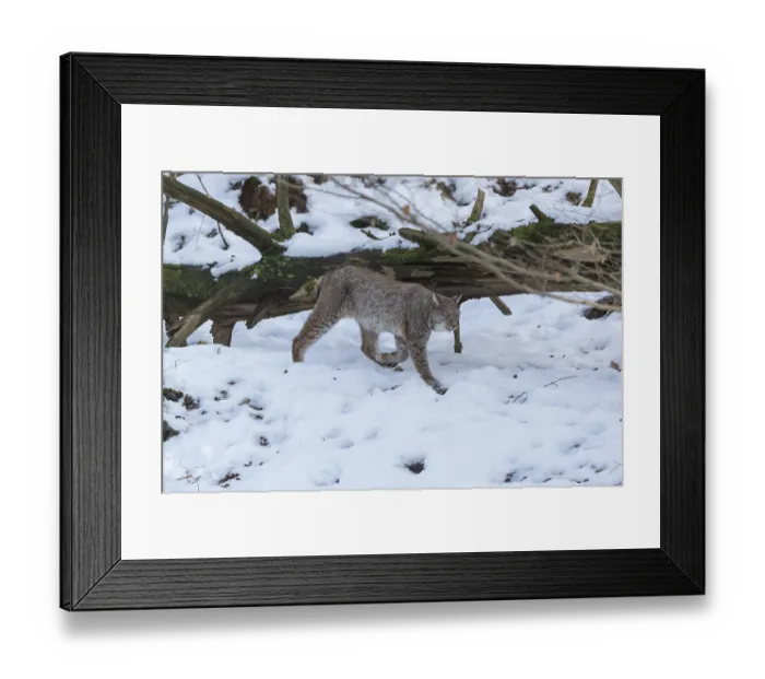 Framed Print : One Eurasian lynx, Lynx lynx, walking in snow covered forest on hilly ground
