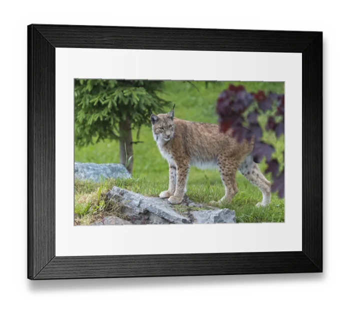 Framed Print : One Eurasian lynx, (Lynx lynx)