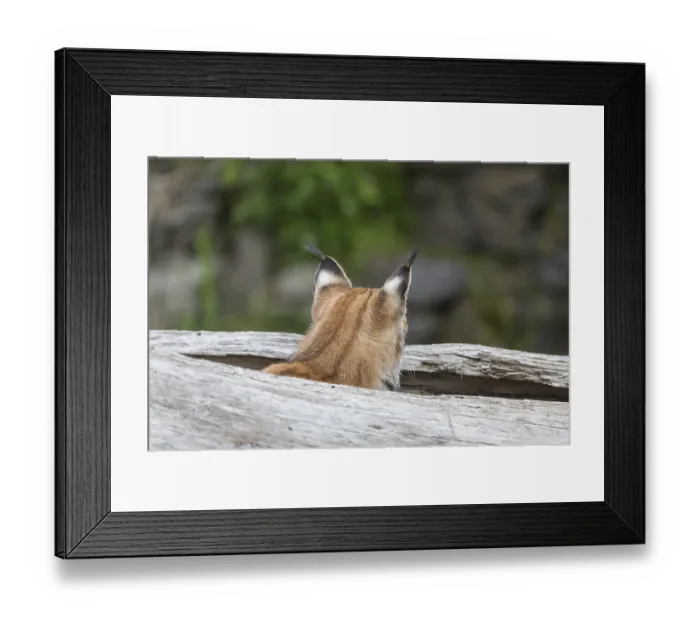 Framed Print : One Eurasian lynx, (Lynx lynx) Framed Print : One Eurasian lynx, (Lynx lynx)