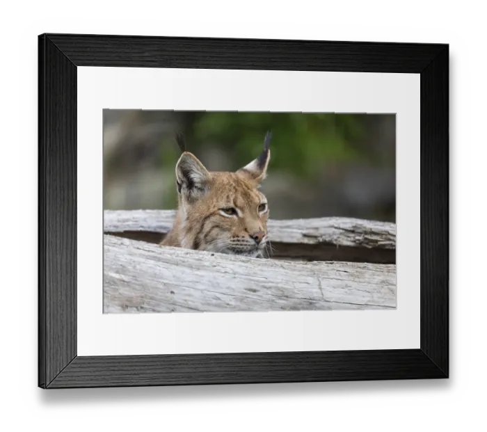 Framed Print : One Eurasian lynx, (Lynx lynx)
