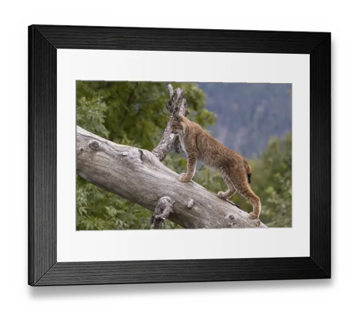 Framed Print : One Eurasian lynx, (Lynx lynx) Framed Print : One Eurasian lynx, (Lynx lynx)