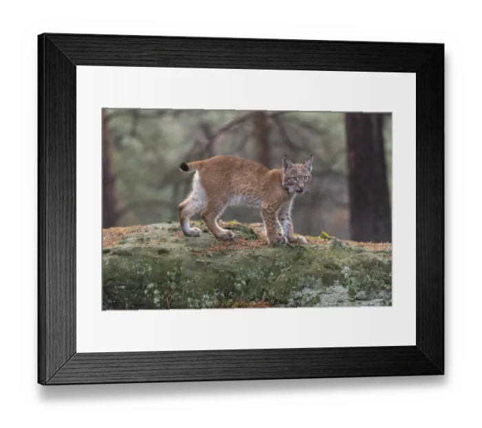 Framed Print : One young Eurasian lynx, (Lynx lynx)