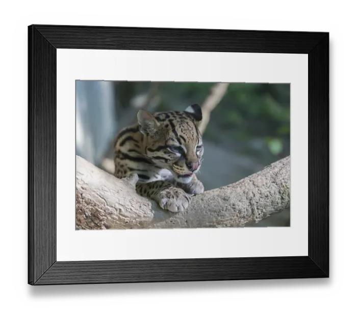 Framed Print : One Ozelot, Leopardus pardalis Framed Print : One Ozelot, Leopardus pardalis