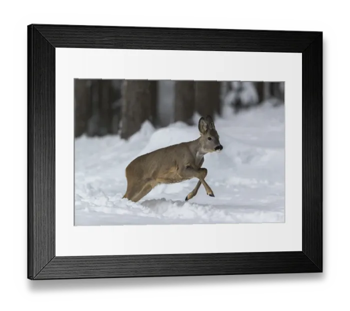 Framed Print : One young male Roe Deer, Roe buck (Capreolus capreolus) Framed Print : One young male Roe Deer, Roe buck (Capreolus capreolus)
