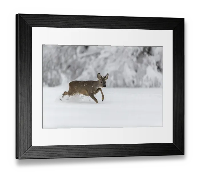 Framed Print : One young male Roe Deer, Roe buck (Capreolus capreolus) Framed Print : One young male Roe Deer, Roe buck (Capreolus capreolus)