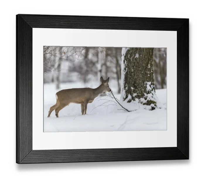 Framed Print : One young male Roe Deer, Roe buck (Capreolus capreolus)