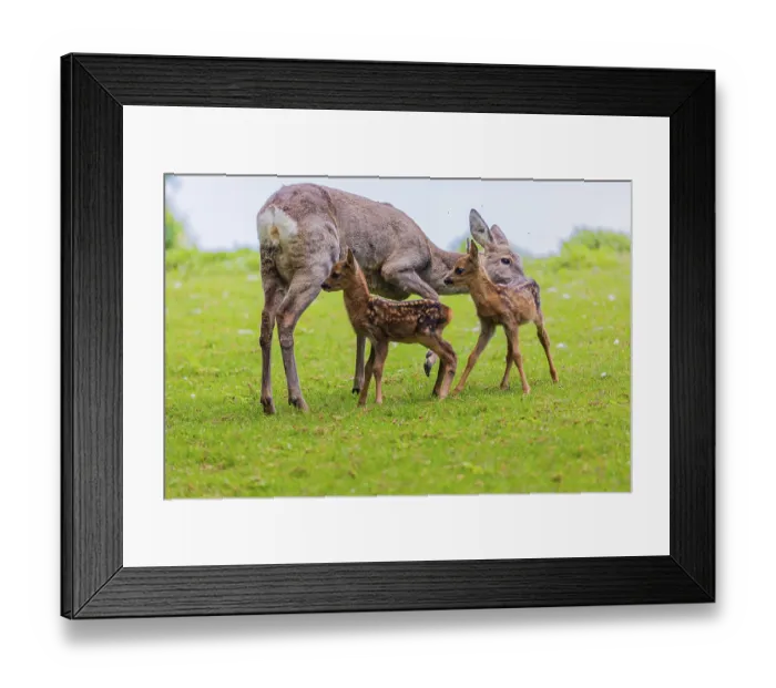 Framed Print : One female Roe Deer, (Capreolus capreolus)