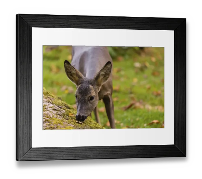 Framed Print : One female Roe Deer, (Capreolus capreolus)