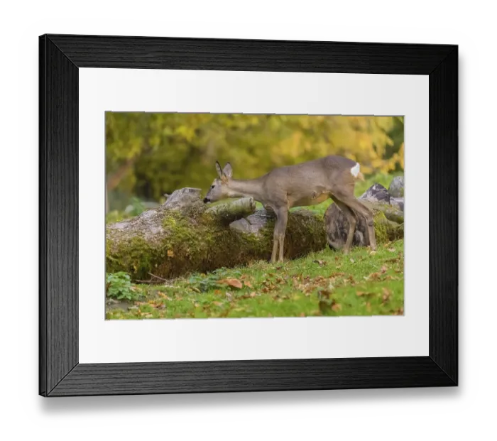 Framed Print : One female Roe Deer, (Capreolus capreolus)
