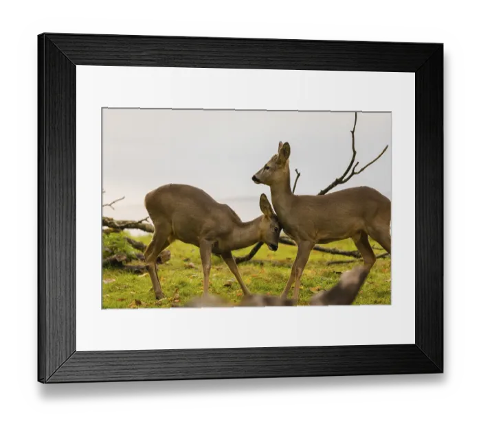 Framed Print : One young Roe Deer buck, (Capreolus capreolus)