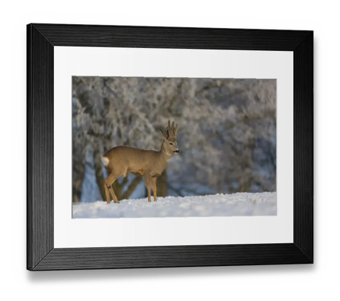 Framed Print : One male Roe Deer, (Capreolus capreolus)