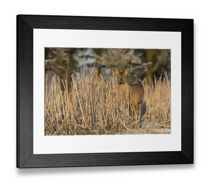 Framed Print : Roe deer standing in hoar frosted dead stinging nettle at minus 15 °C at sunrise
