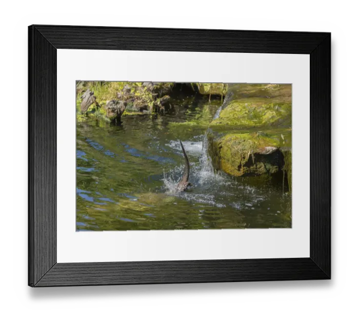 Framed Print : One giant otter or giant river otter (Pteronura brasiliensis) Framed Print : One giant otter or giant river otter (Pteronura brasiliensis)