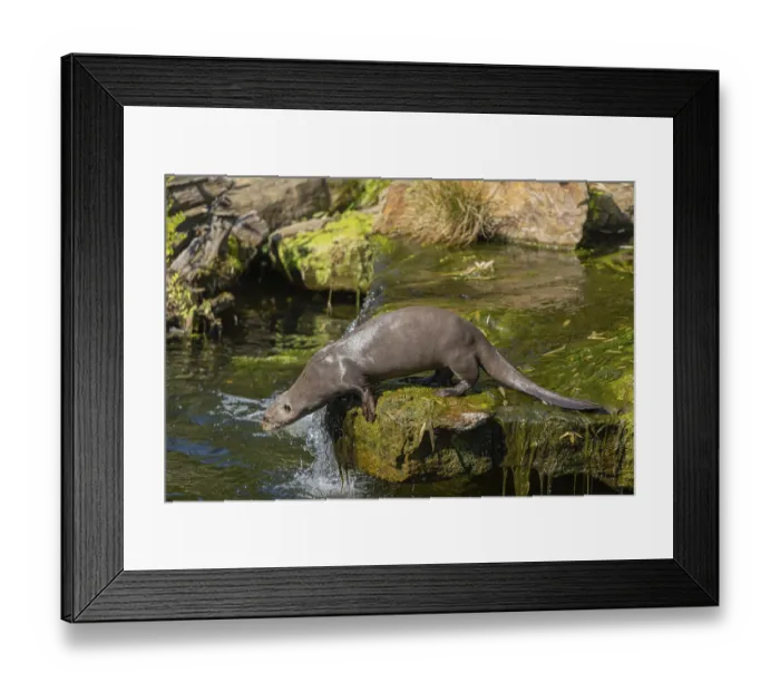 Framed Print : One giant otter or giant river otter (Pteronura brasiliensis)