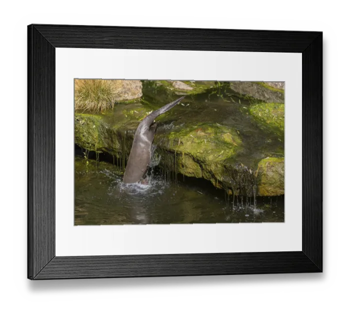 Framed Print : One giant otter or giant river otter (Pteronura brasiliensis)