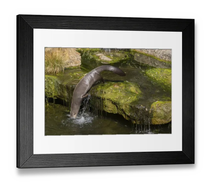 Framed Print : One giant otter or giant river otter (Pteronura brasiliensis) Framed Print : One giant otter or giant river otter (Pteronura brasiliensis)