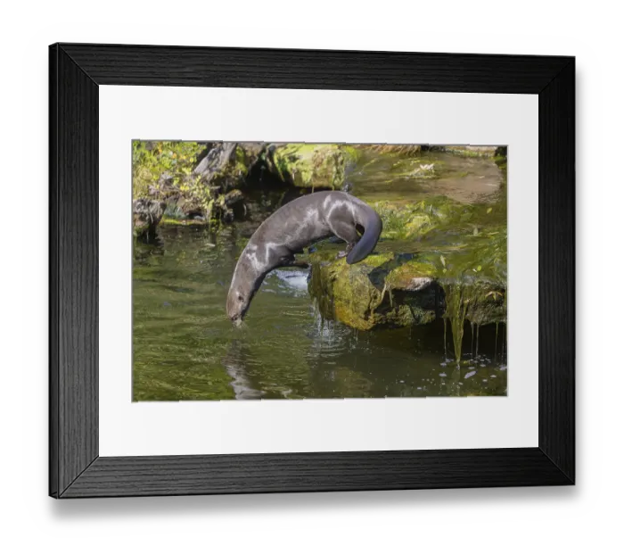 Framed Print : One giant otter or giant river otter (Pteronura brasiliensis)