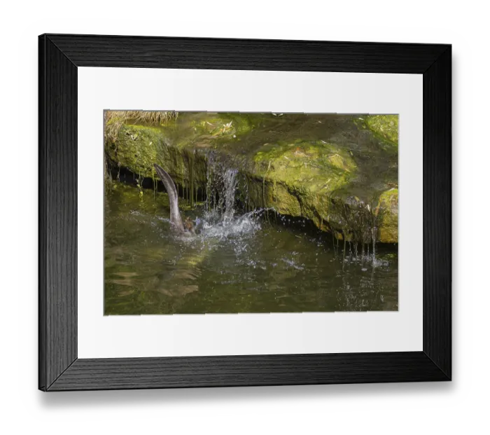 Framed Print : One giant otter or giant river otter (Pteronura brasiliensis)
