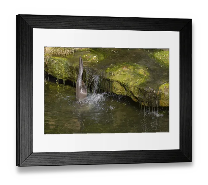Framed Print : One giant otter or giant river otter (Pteronura brasiliensis)