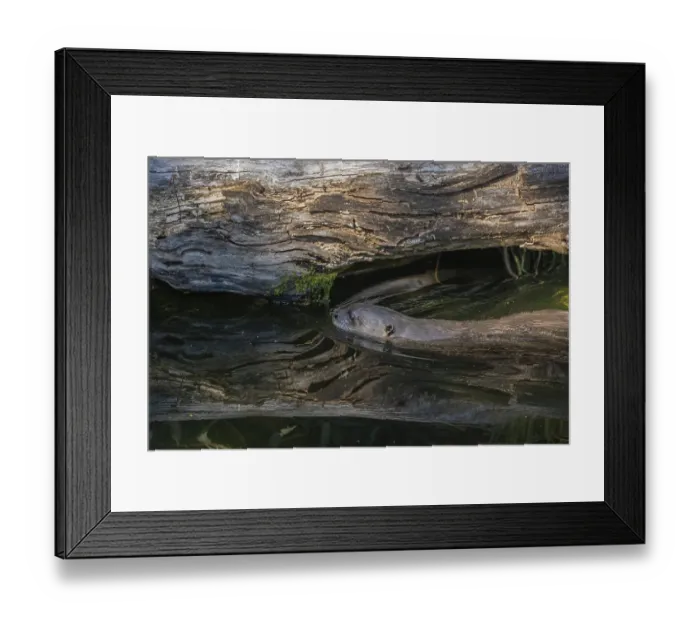 Framed Print : One giant otter or giant river otter (Pteronura brasiliensis) swimming in a river