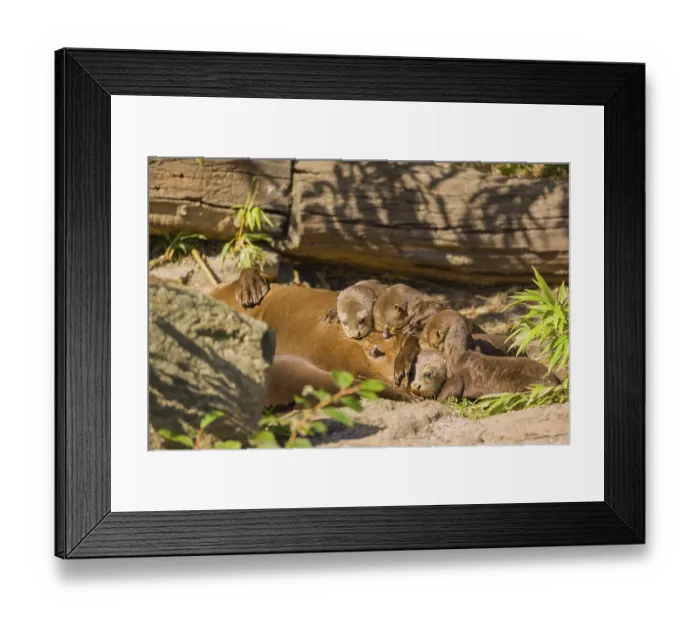 Framed Print : A female giant otter or giant river otter (Pteronura brasiliensis) nurses her young and plays with them Framed Print : A female giant otter or giant river otter (Pteronura brasiliensis) nurses her young and plays with them