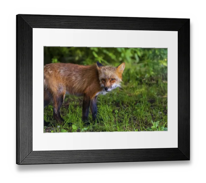 Framed Print : Portrait, sideview, of an adult red fox