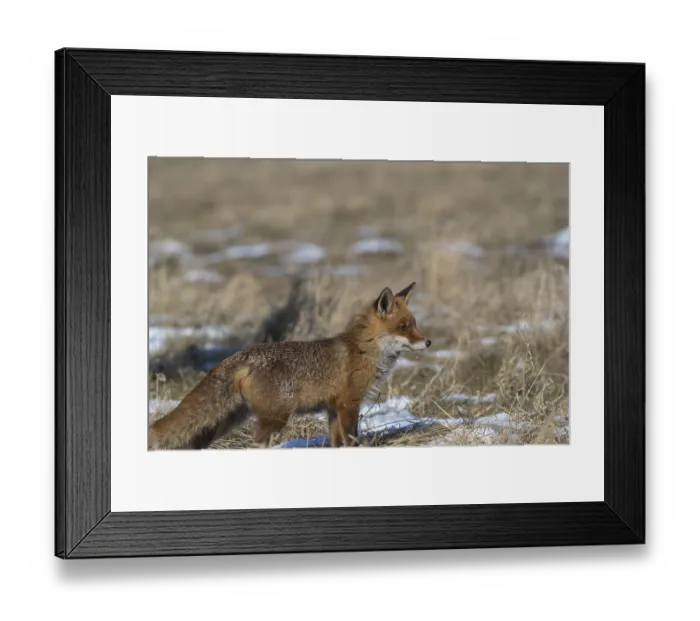 Framed Print : One red fox, Vulpes vulpes, running over a meadow with tall dry grass on a sunny day Framed Print : One red fox, Vulpes vulpes, running over a meadow with tall dry grass on a sunny day