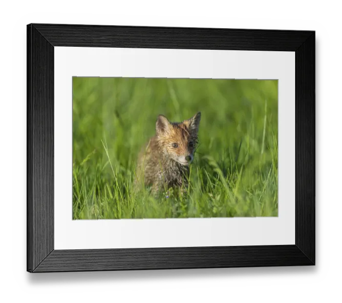 Framed Print : One young red fox, Vulpes vulpes