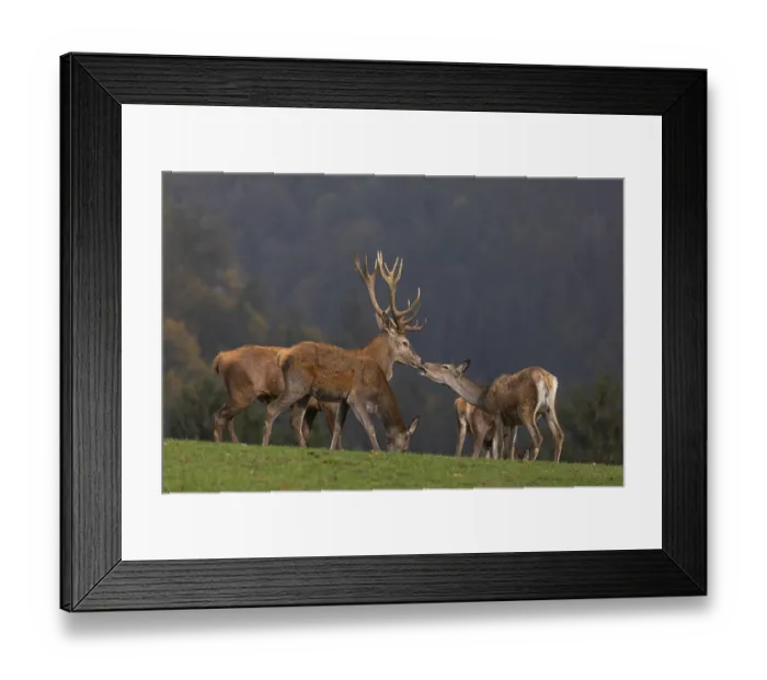Framed Print : The kiss. One Red Deer stag (Cervus elaphus) and a doe kissing each other Framed Print : The kiss. One Red Deer stag (Cervus elaphus) and a doe kissing each other