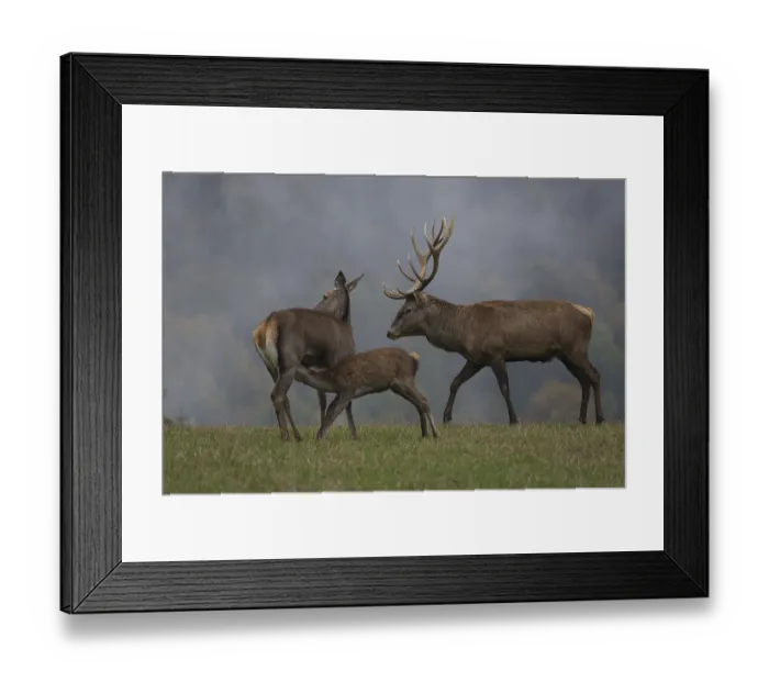 Framed Print : Red Deer buck standing on a meadow in autumn Framed Print : Red Deer buck standing on a meadow in autumn