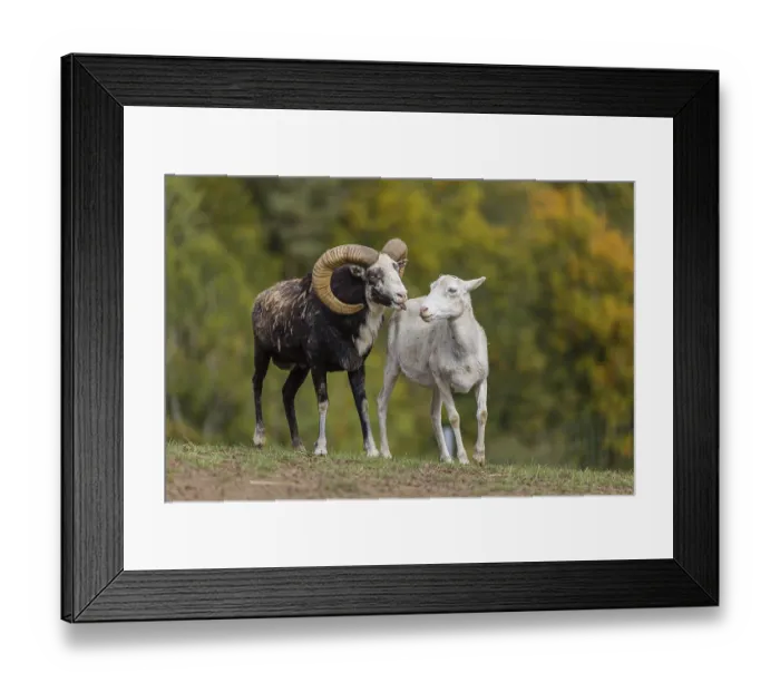 Framed Print : One male snow sheep (Ovis nivicola)