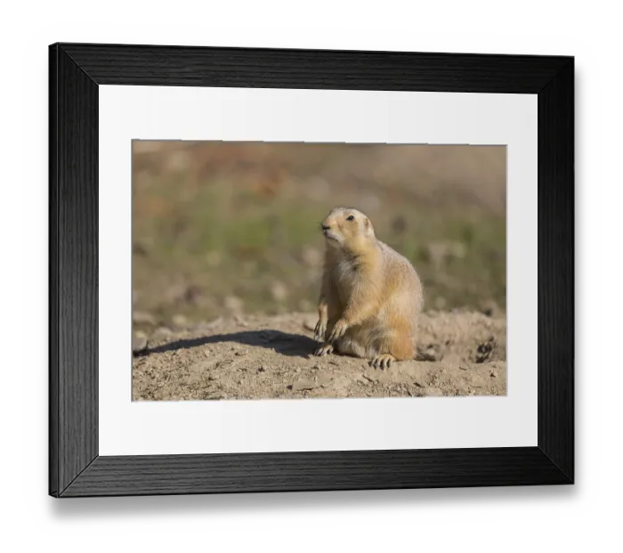 Framed Print : One black-tailed prairie dog sitting on sandy terrain